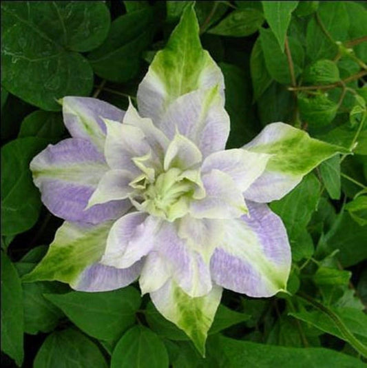 Double Purple & Green Clematis Flower Seeds