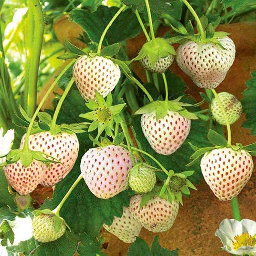 White Strawberry Fruit Seeds