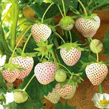 White Strawberry Fruit Seeds