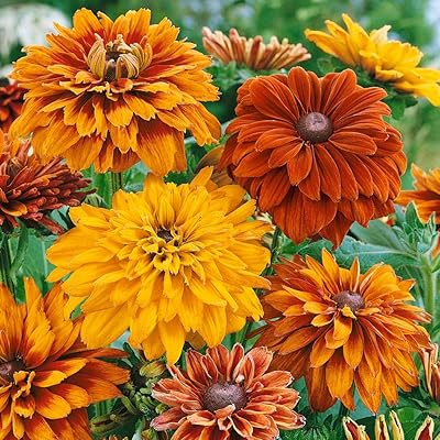 Yellow Rudbeckia Goldstrum Flower seeds for Planting - Compact Growth, Heirloom & GMO Free Seeds for Home Garden
 
 Sale seeds for planting in home garden