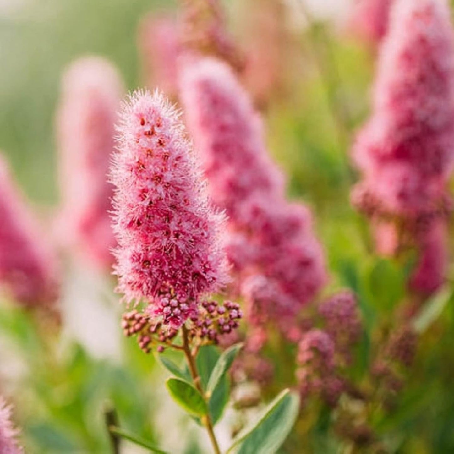Spiraea Douglasii Flower Seeds