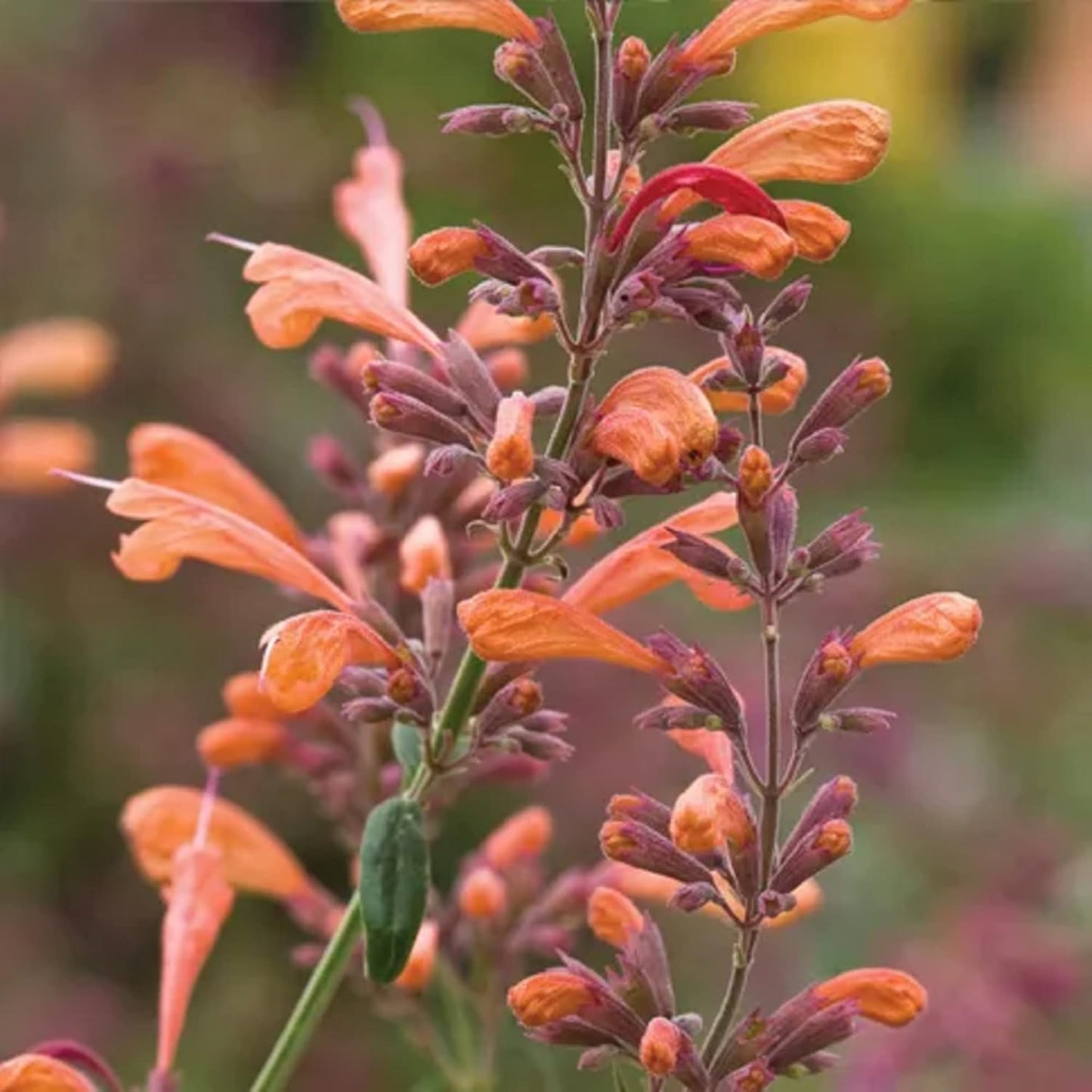 Orange Agastache Hyssop Flower Seeds