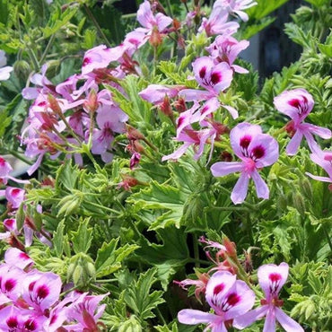 Citronella Flower Seeds