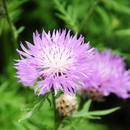 American Basketflower Seeds (Centaurea Americana)