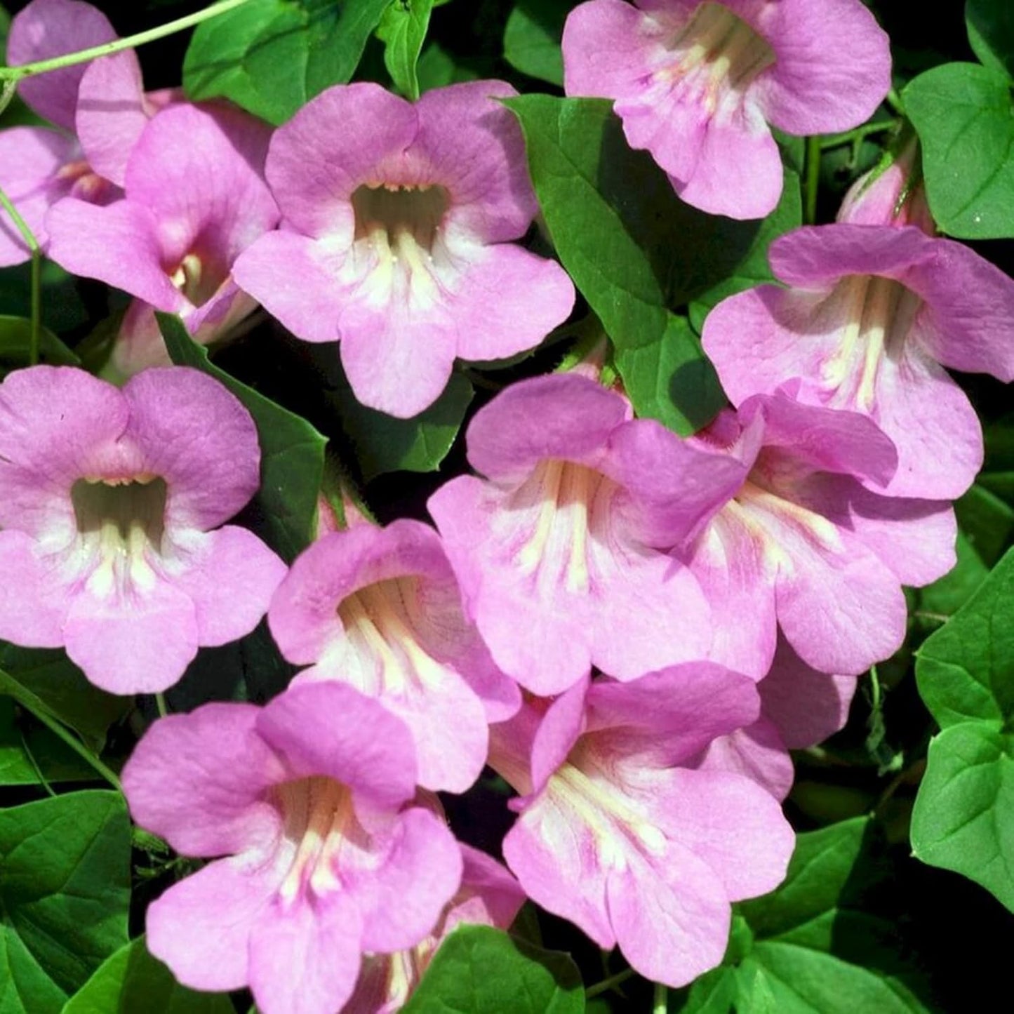 Climbing Snapdragon Flower Seeds