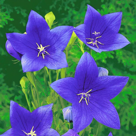 Balloon Flower Seeds