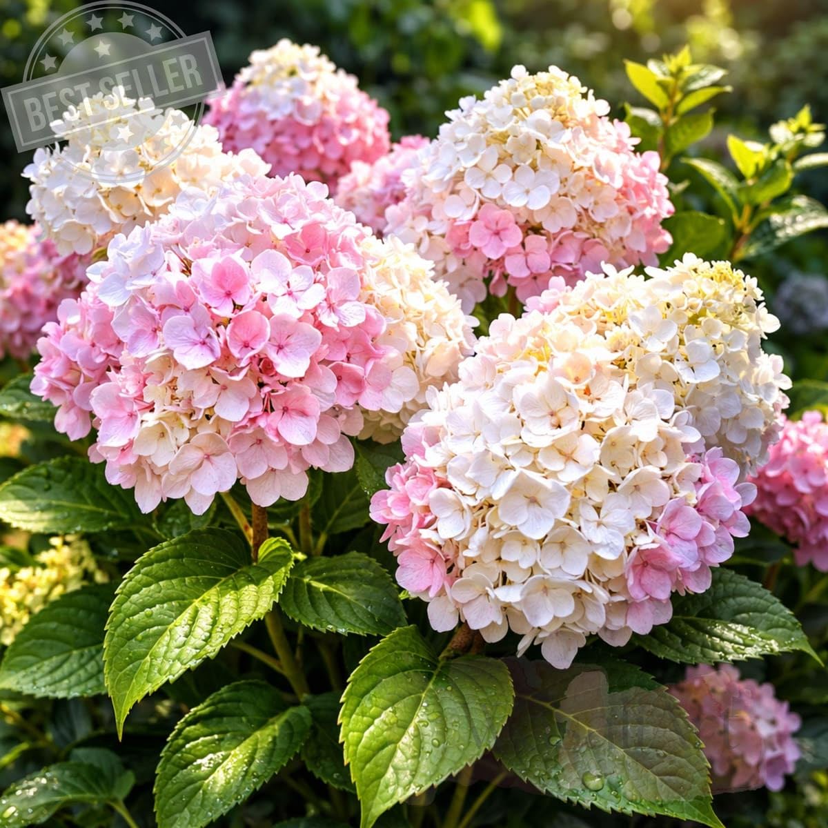 Weiße rosa Hortensienblumensamen zum Pflanzen, pflegeleicht, Erbstück- und gentechnikfreie Samen für den Hausgarten

Verkauf