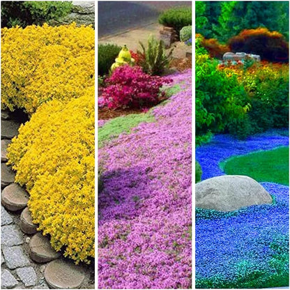 Rainbow Creeping Thyme Herb Seeds