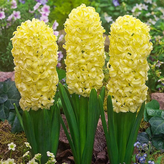 Hyacinth Flower seeds for Planting - Shade Tolerant, Heirloom & GMO Free Seeds for Home Garden
 
 Sale for planting in home garden