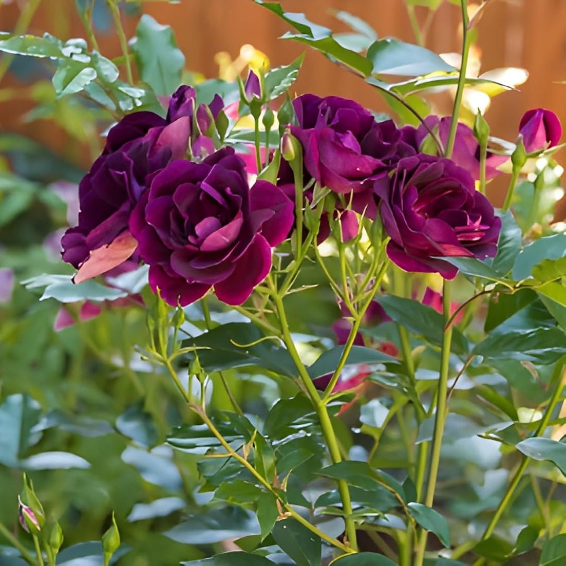 Burgundy Climbing Rose Flower Seeds