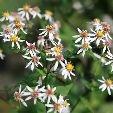 Aster Divaricatus Flower Seeds