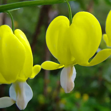 Dicentra Spectabilis Yellow Bleeding Heart Flower Seeds