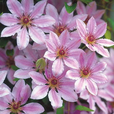 Clematis Flower Seeds