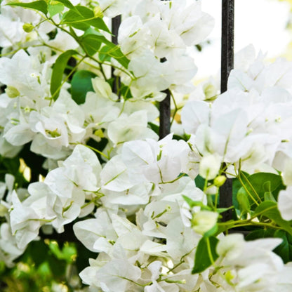 White Bougainvillea Kousa Flower seeds for Planting - Easy to Grow, Heirloom & GMO Free Seeds for Home Garden