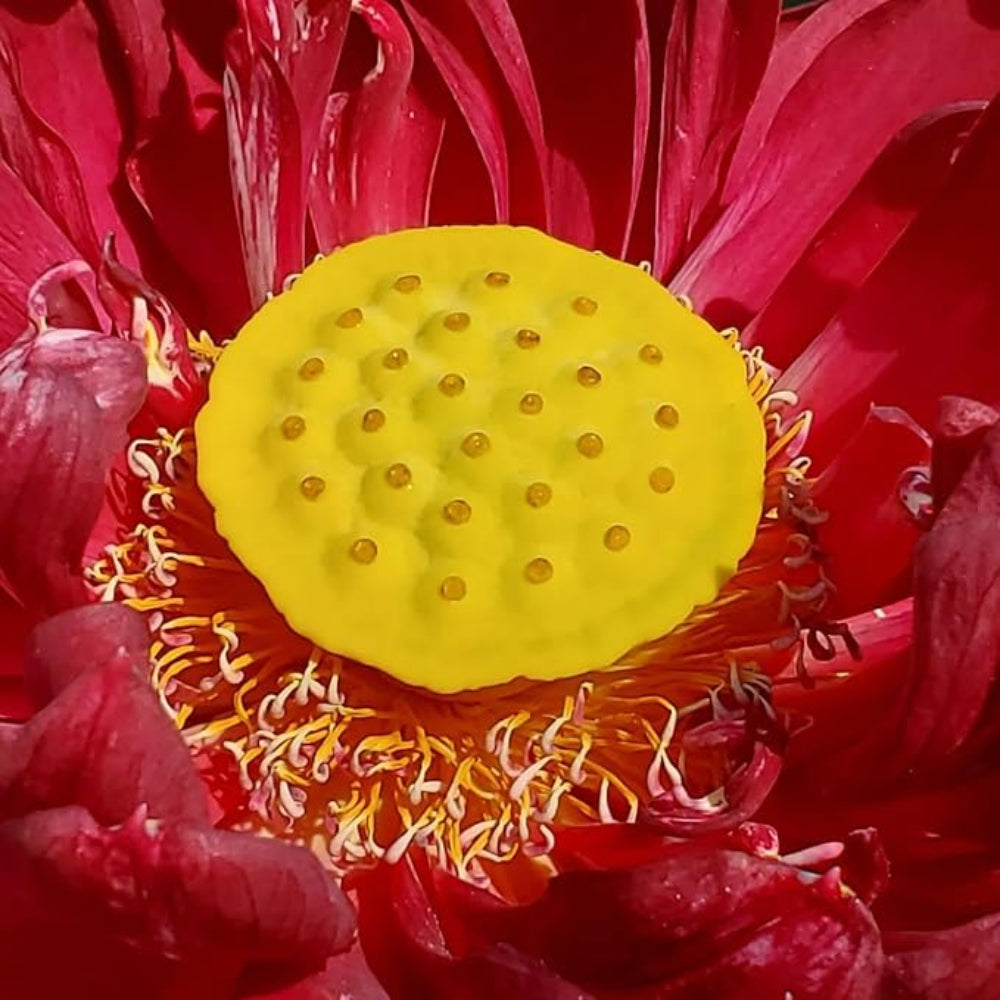 Red Lotus Seeds (Red Sacred Lotus) - Vibrant Aquatic Flower for Garden Ponds