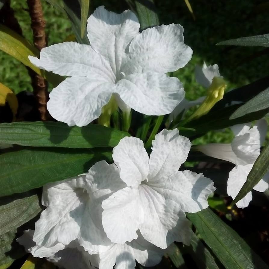 White Mexican Petunia Flower Seeds