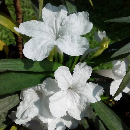 White Mexican Petunia Flower Seeds