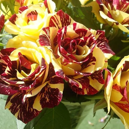 Rare Dragon Rose Flower seeds for Planting - Colorful Display, Heirloom & GMO Free Seeds for Home Garden
 
 Sale for planting in home garden