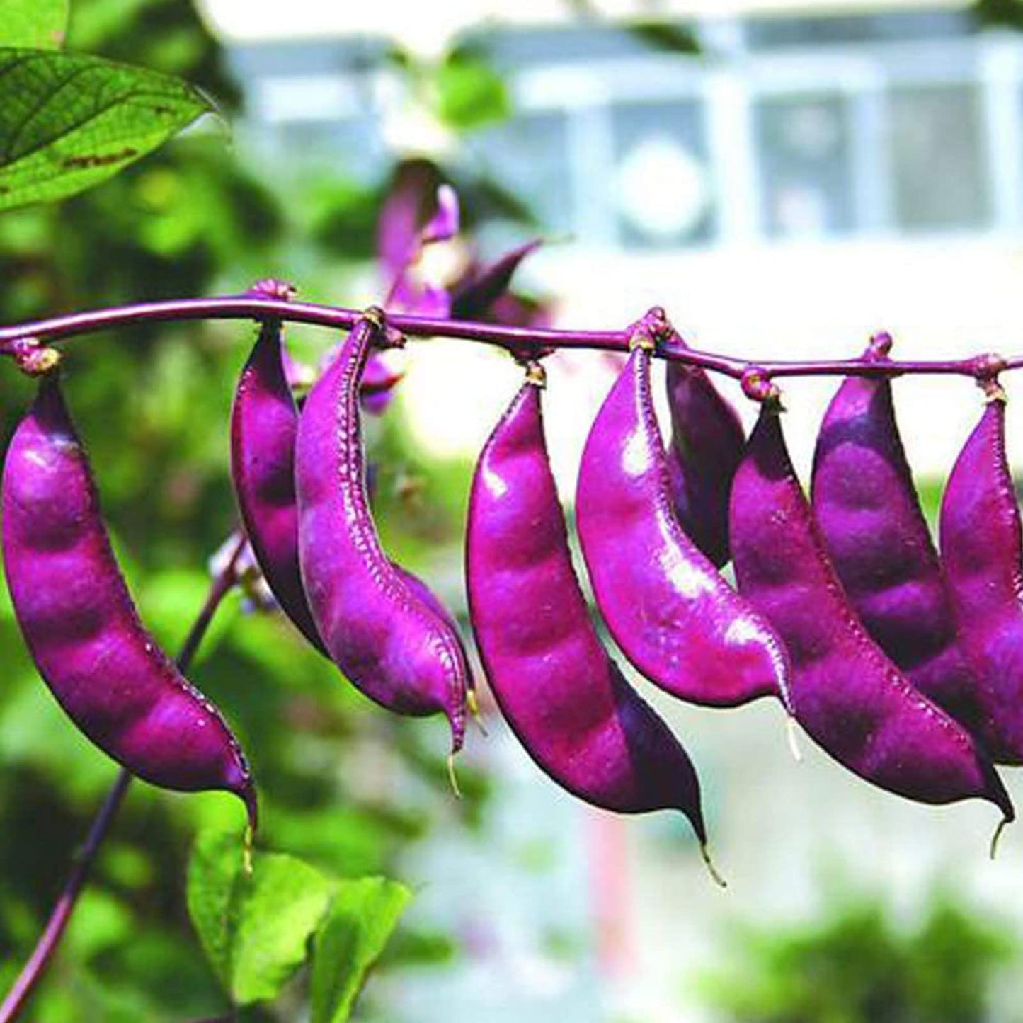 Purple Hyacinth Bean Vegetable Seeds