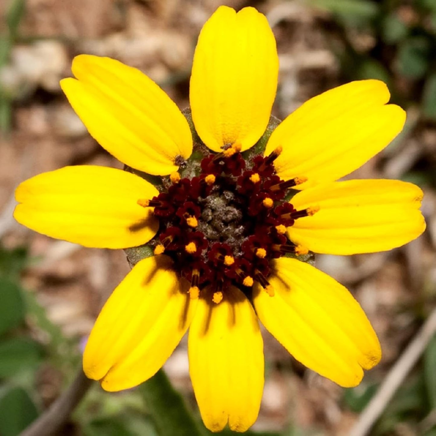 Chocolate Daisy Flower Seeds