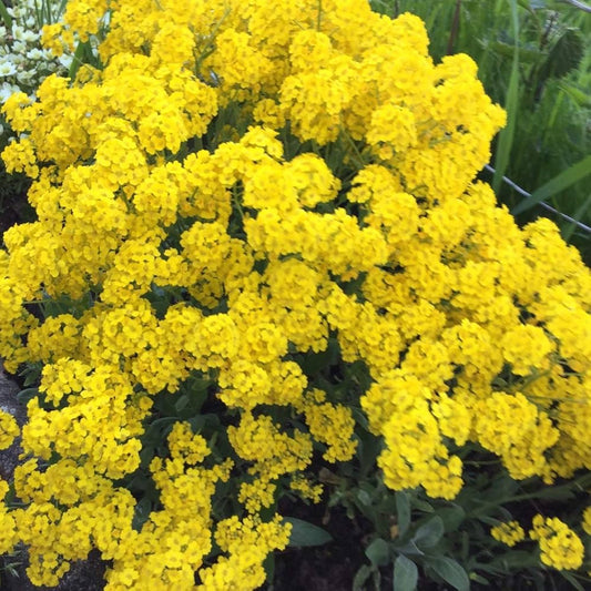Yellow Alyssum  Flower Seeds (Basket-of-Gold)