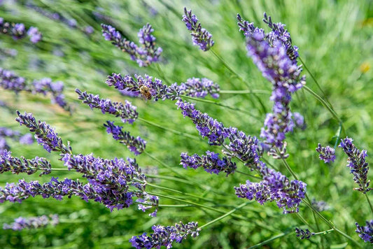 Lavender Blue Flower seeds for Planting - Vibrant Colors, Heirloom & GMO Free Seeds for Home Garden
 
 Sale seeds for planting in home garden