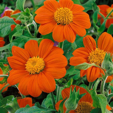 Orange Tithonia Flower seeds for Planting - Vibrant Colors, Heirloom & GMO Free Seeds for Home Garden