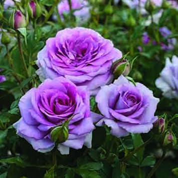 Climbing Roses Flower seeds for Planting Easy to Grow Heirloom & GMO Free Seeds for Home Garden 
 
 Sale seeds for home garden planting