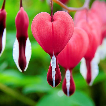 Red Bleeding Heart Flower Seeds