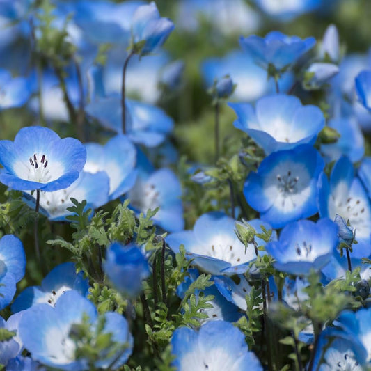 Blue Cali Flower seeds for Planting - Sun Loving, Heirloom & GMO Free Seeds for Home Garden