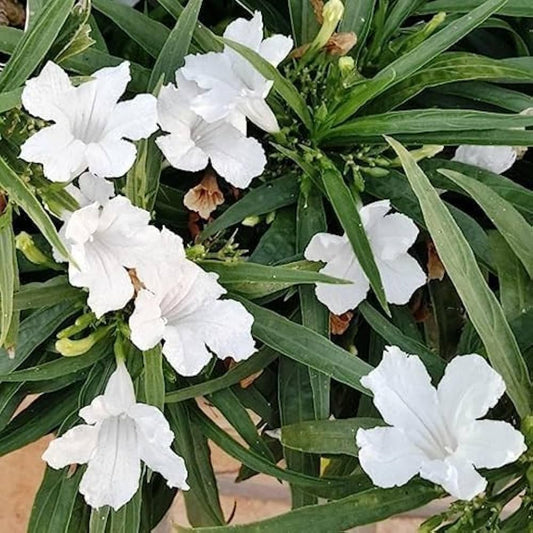 White Mexican Petunia Flower Seeds