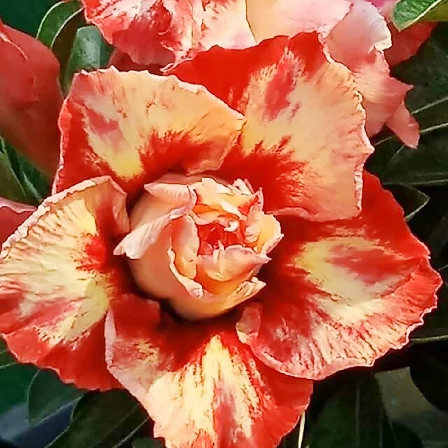 Red Orange Desert Rose Flower Seeds