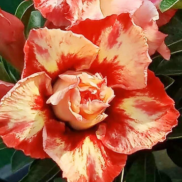 Red Orange Desert Rose Flower Seeds