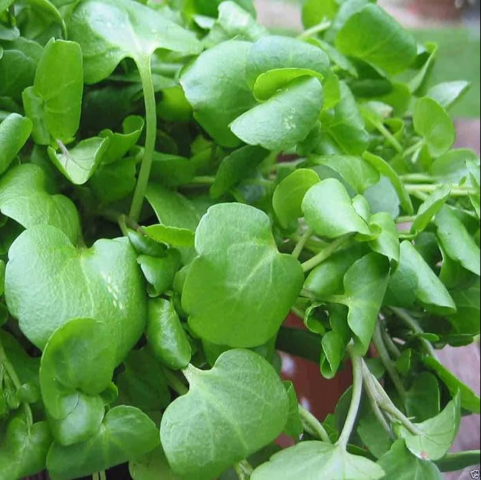 Watercress Herb Seeds