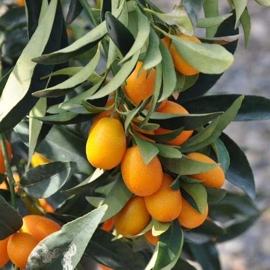 Nagami Kumquat Fruit Seeds
