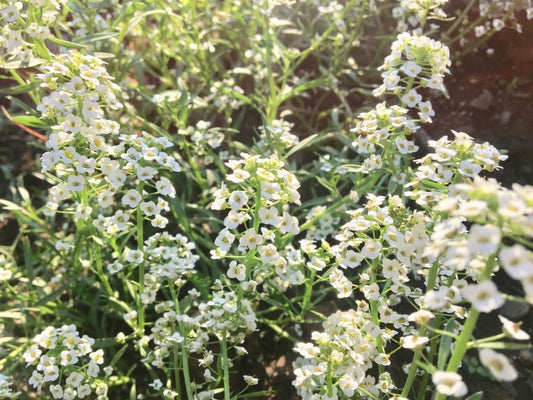 Alyssum (Alyssum Flower) seeds for planting in home garden