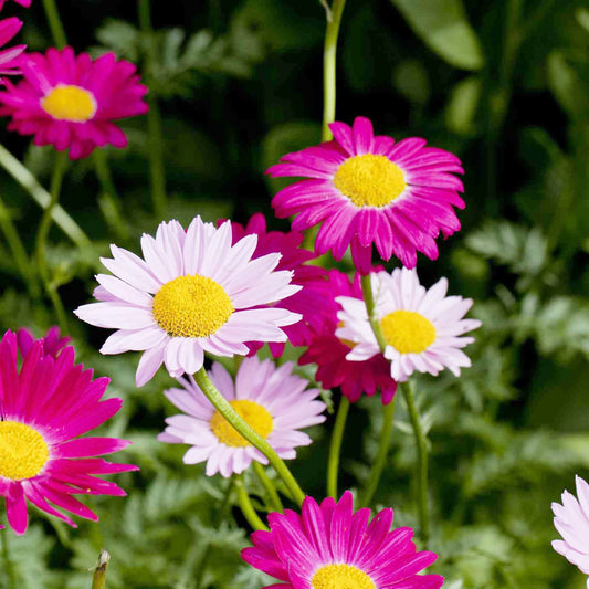 Pyrethrum Daisy Flower Seeds