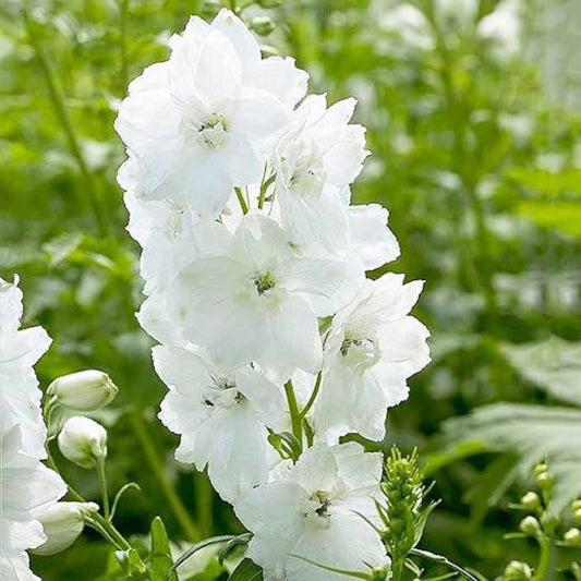 White King Larkspur Flower Seeds