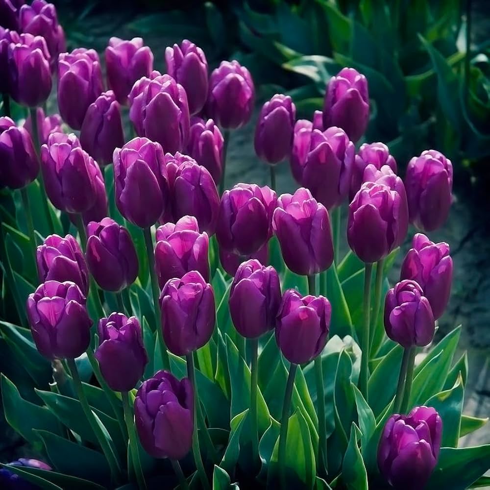 Purple Tulips Flower seeds for Planting Fragrant Blossoms Heirloom & GMO Free Seeds for Home Garden
 
 Sale