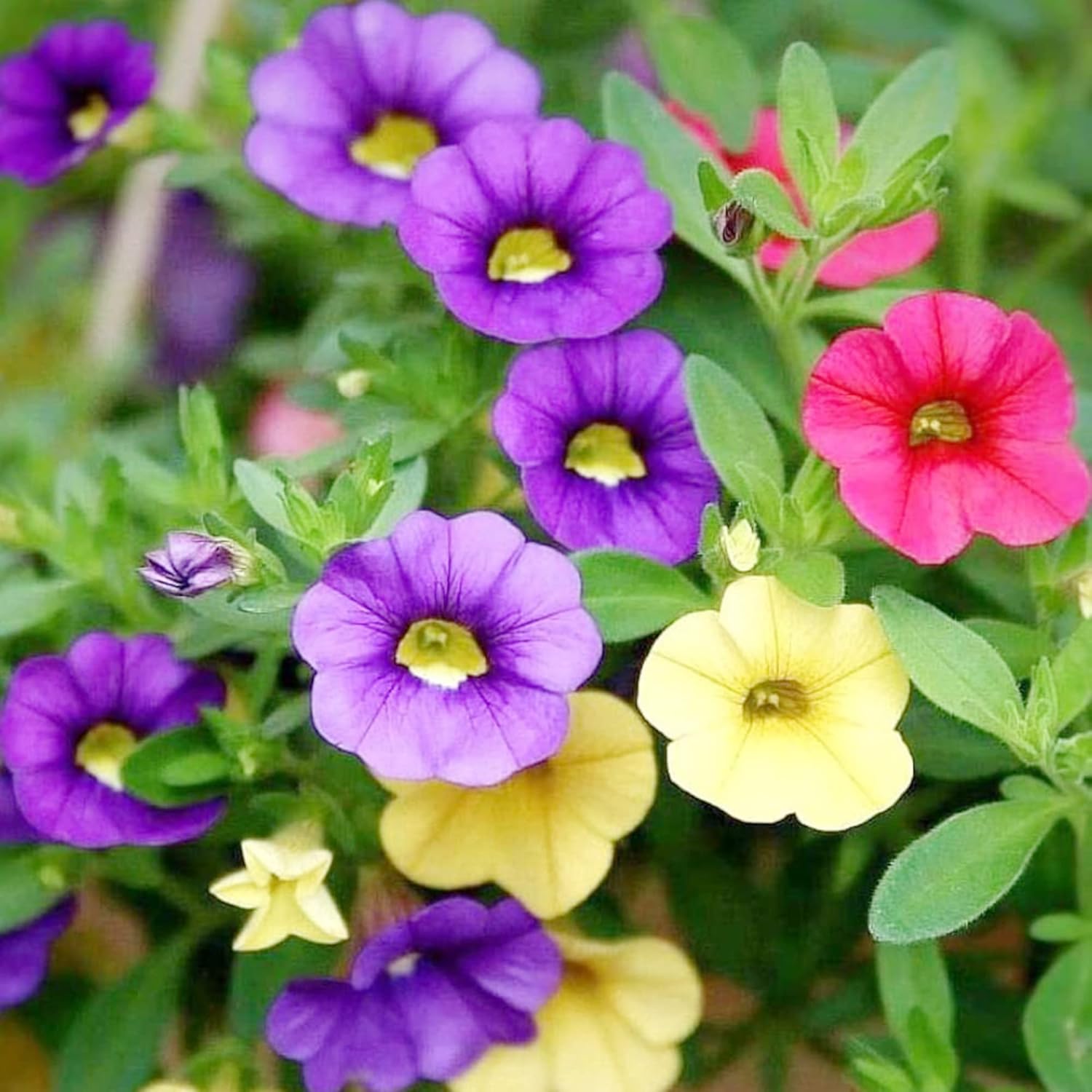 million bells flower seeds Mixed Calibrachoa Flower Seeds for Planting – Heirloom, Non-GMO, Annua – Pure Asia Seeds