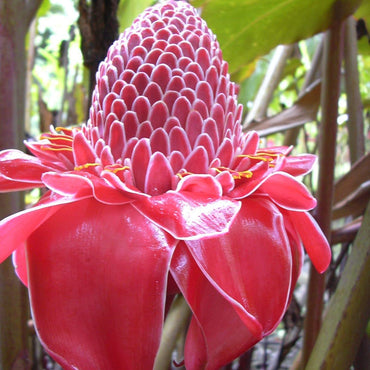 Pink Etlingera Elatior Flower Seeds
