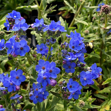 Anchusa Capensis 'Blue Angel' Flower  Seeds