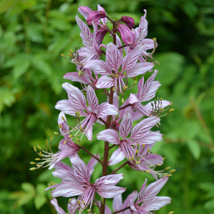Dictamnus Albus Mixed Flower Seeds