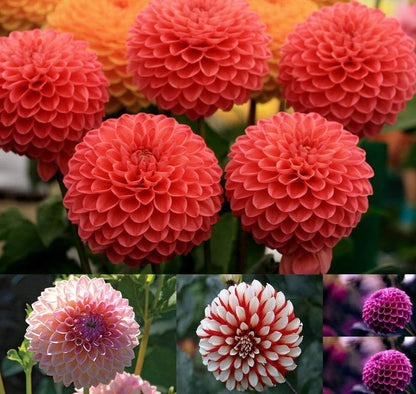 Dahlia  Flower Seeds