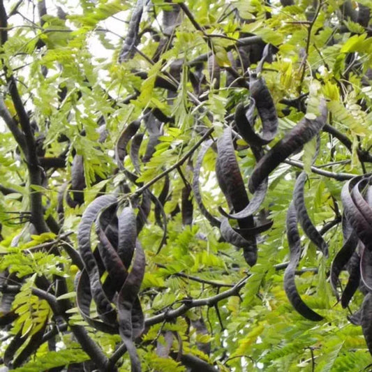 Semi di Robinia pseudoacacia
