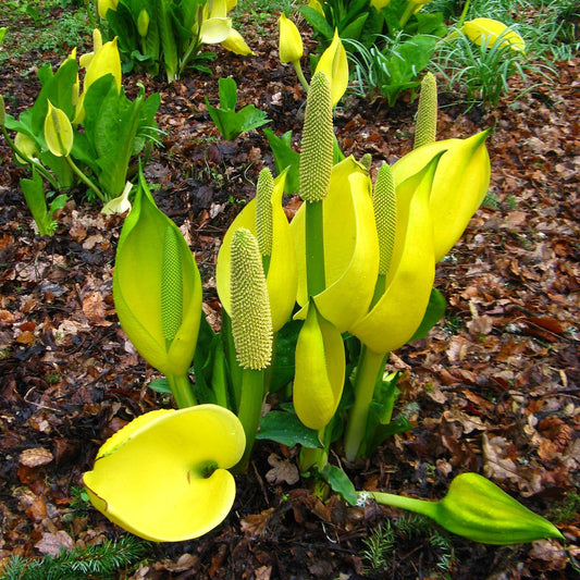 Skunk Cabbage Flower Seeds (Lysichiton Americanus)