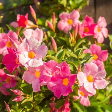 Sanderi Flower seeds for Planting Shade Tolerant Heirloom & GMO Free Seeds for Home Garden 
 
 Sale