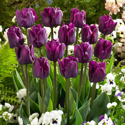 Purple Tulips Flower seeds for Planting Fragrant Blossoms Heirloom & GMO Free Seeds for Home Garden
 
 Sale