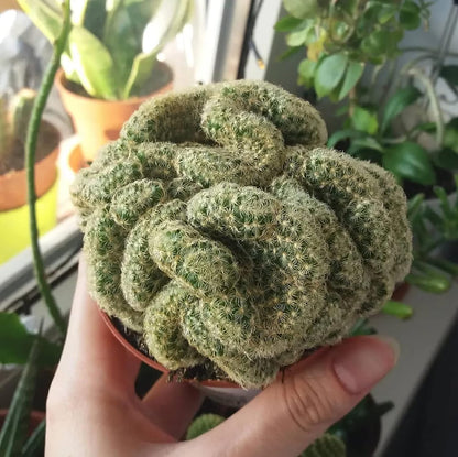 succulent that looks like a brain Brain Cactus Herb Seeds for Planting – Heirloom, Non-GMO, Easy to Grow – Pure Asia Seeds