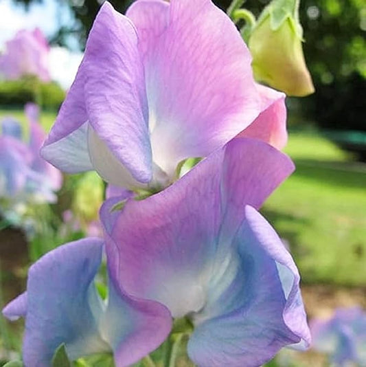 Sweet Pea 'Northern Lights' Flower Seeds